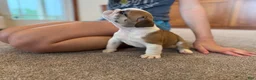English Bulldog dogs for sale: Henry - Ad 4