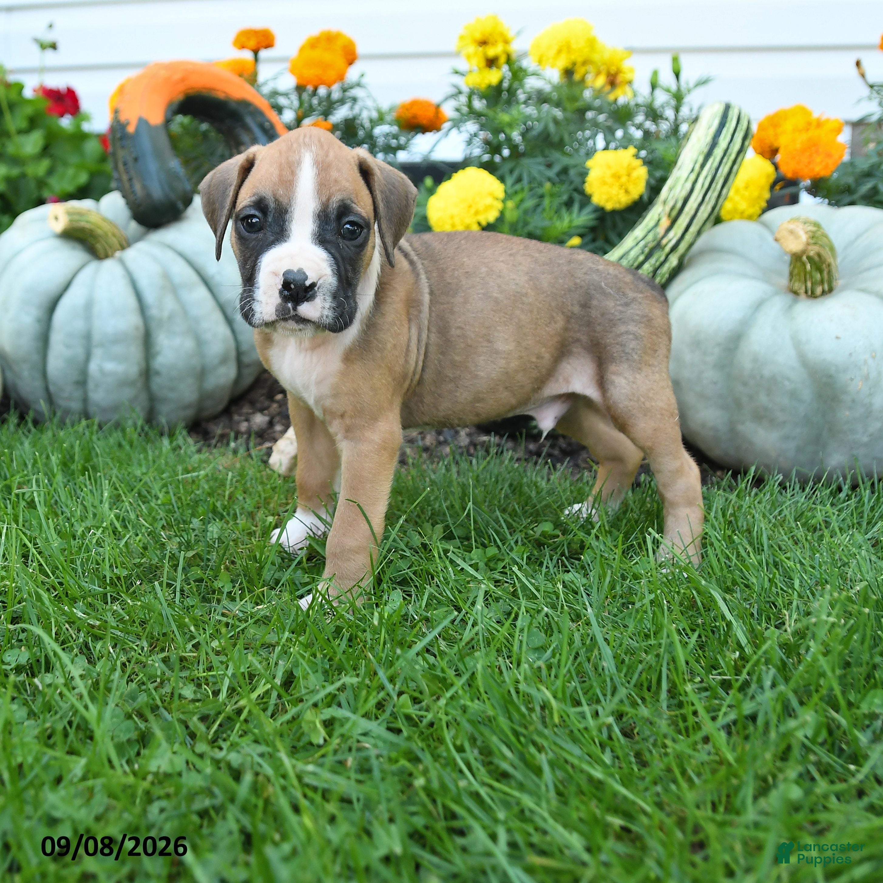 Boxer dogs Logan - Ad 1