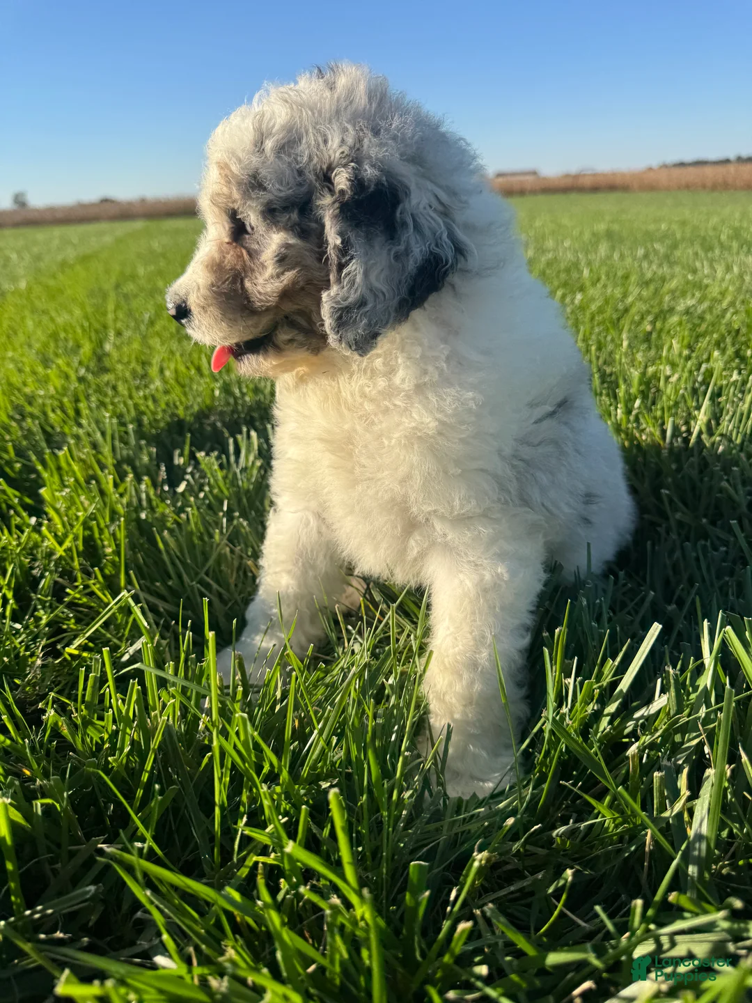 Mini Bernedoodle dogs for sale: Ross - Ad 2