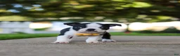 Boston Terrier dogs for sale: Shawn - Ad 6