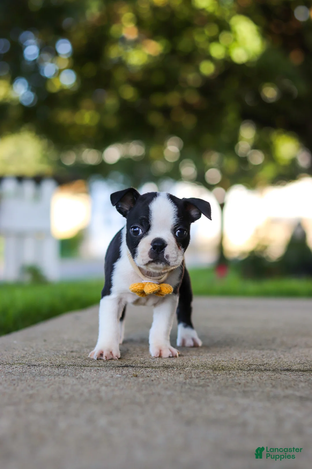 Boston Terrier dogs for sale: Shawn - Ad 6
