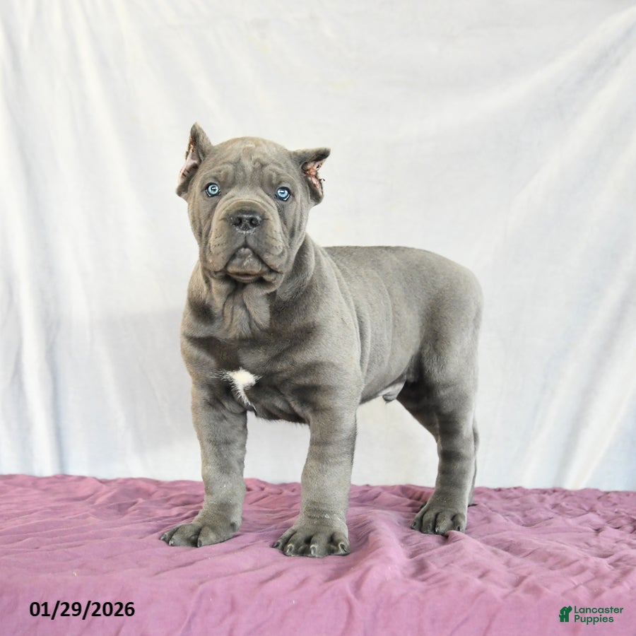 Cane Corso dogs Maxwell - Ad 4