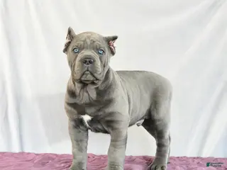 Cane Corso dogs Maxwell - Ad 4