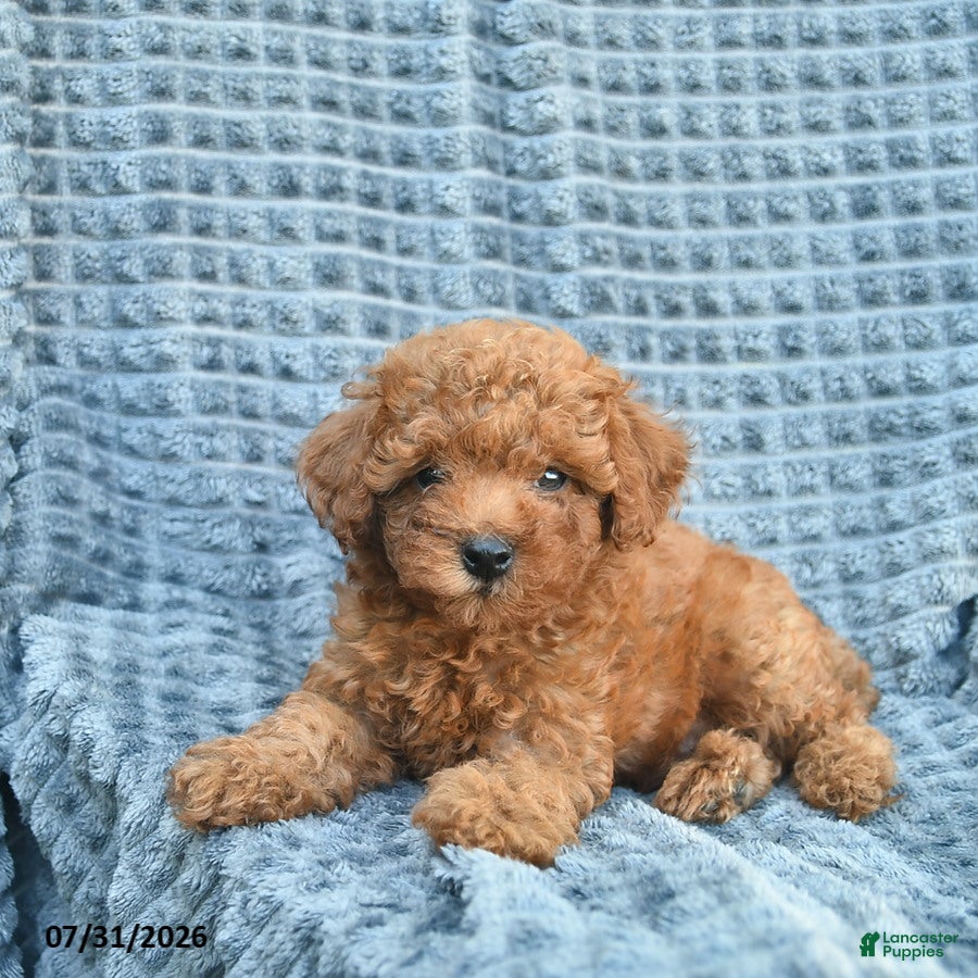 Toy Poodle dogs Milo  - Ad 2