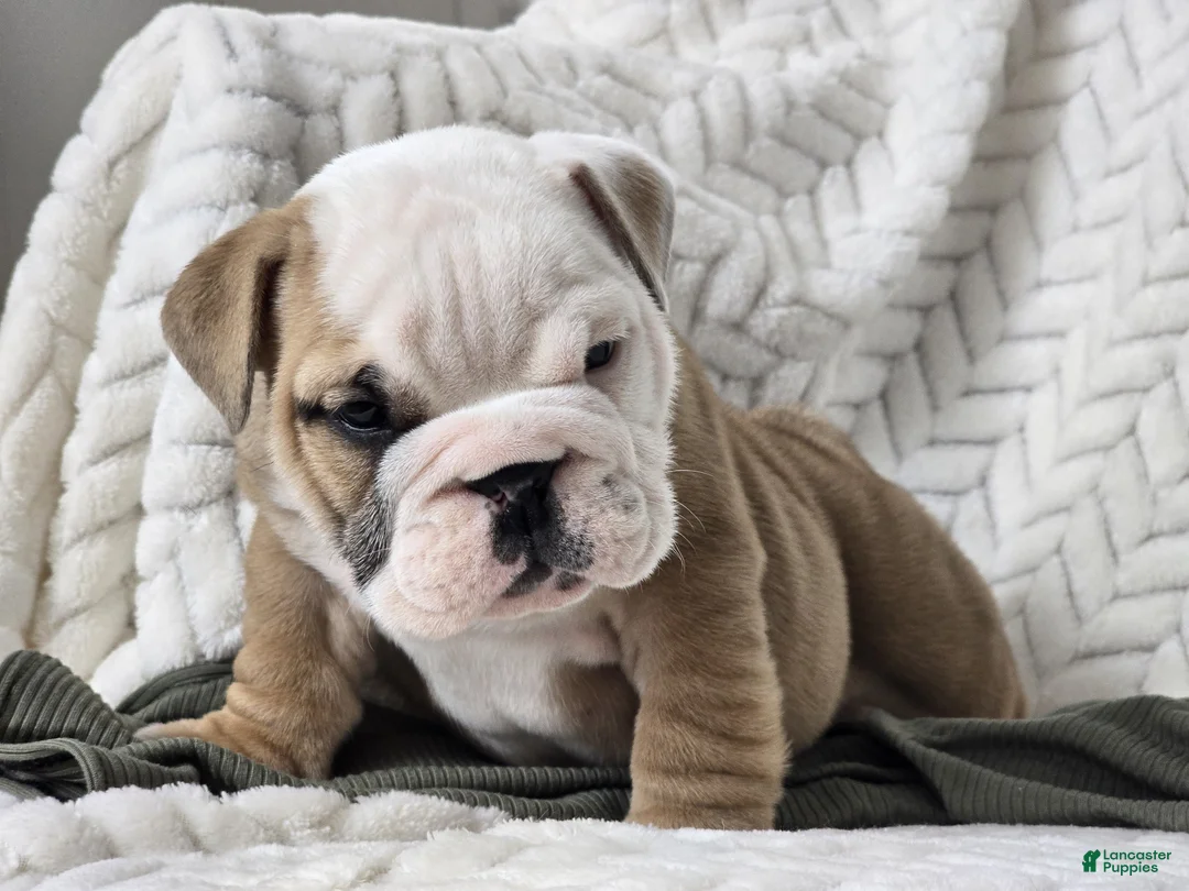 English Bulldog dogs for sale: Popcorn - Ad 1