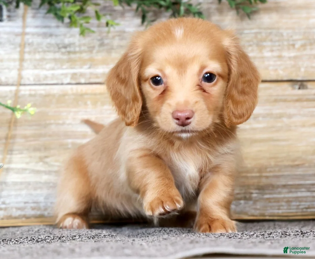 Miniature Dachshund dogs for sale: Daisy - Ad 2