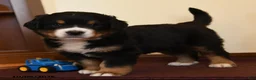 Greater Swiss Mountain Dog dogs for sale: Quinn - Ad 2