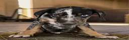 Catahoula Leopard Dog dogs for sale: Gypsie 2026 Male 3 - Ad 11