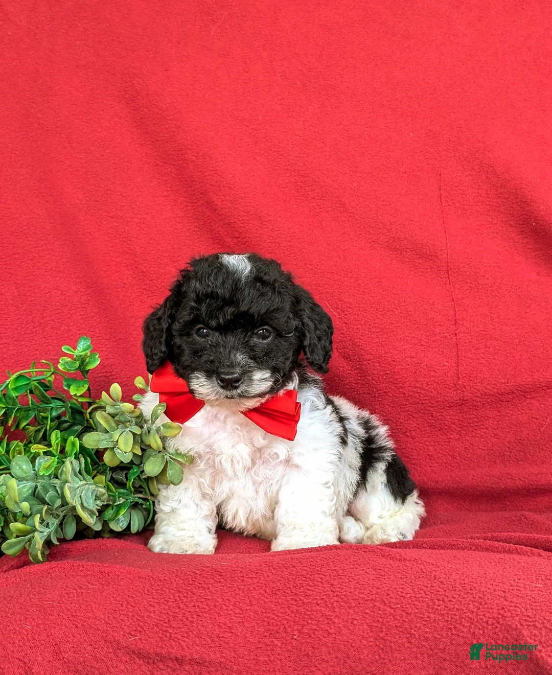 Bichpoo dogs for sale: Zeke - Ad 1