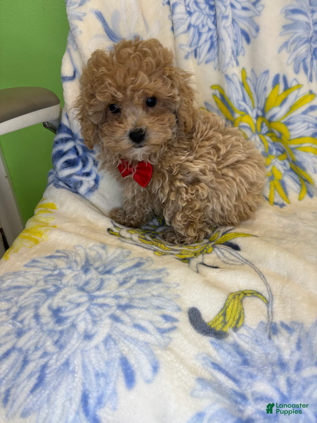 Mixed Breed dogs for sale: Mixed Breed 3 - Ad 2