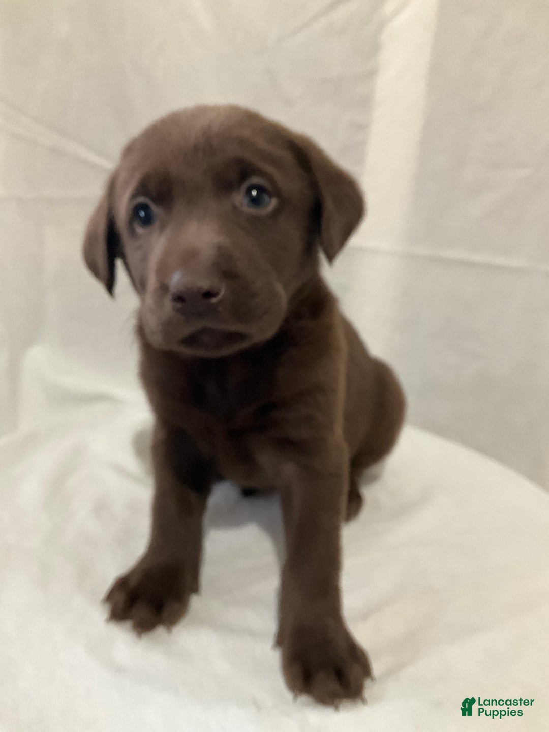 Labrador Retriever dogs for sale: Lexi - Ad 2