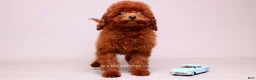 Toy Poodle dogs for sale: VISITA PER FORTUNA SHERI  - Ad 5