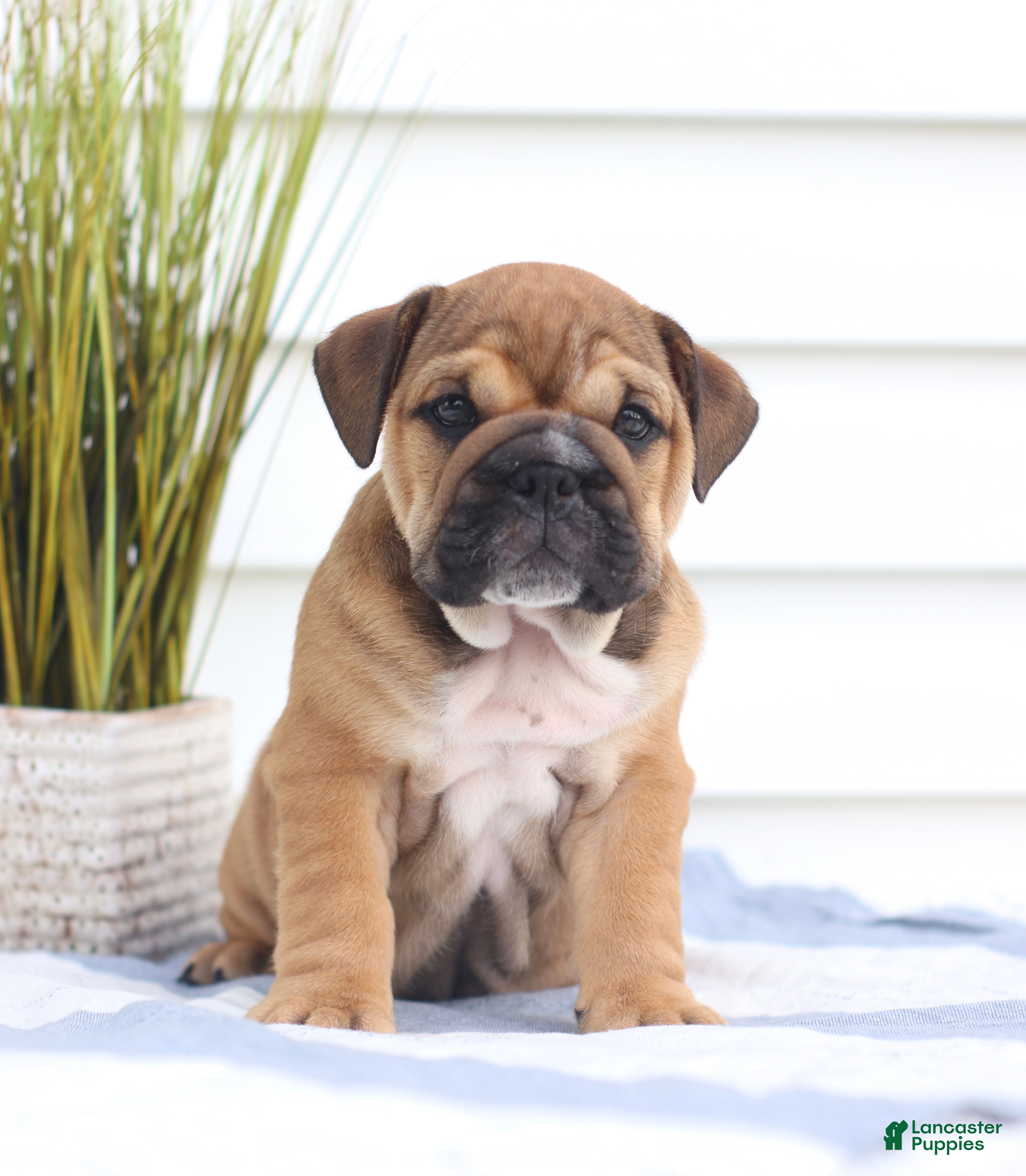 English Bulldog dogs Charlie - Ad 1