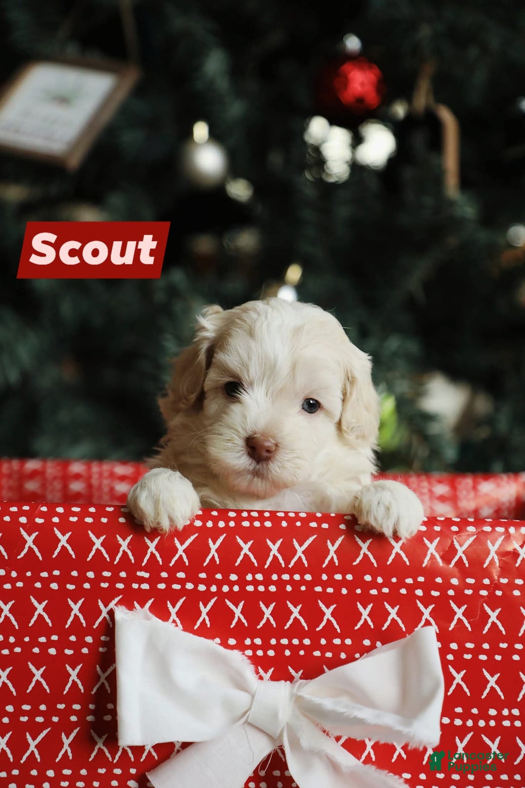 Mini Aussiedoodle dogs for sale: Scout - Ad 1