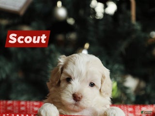 Mini Aussiedoodle dogs Scout - Ad 19