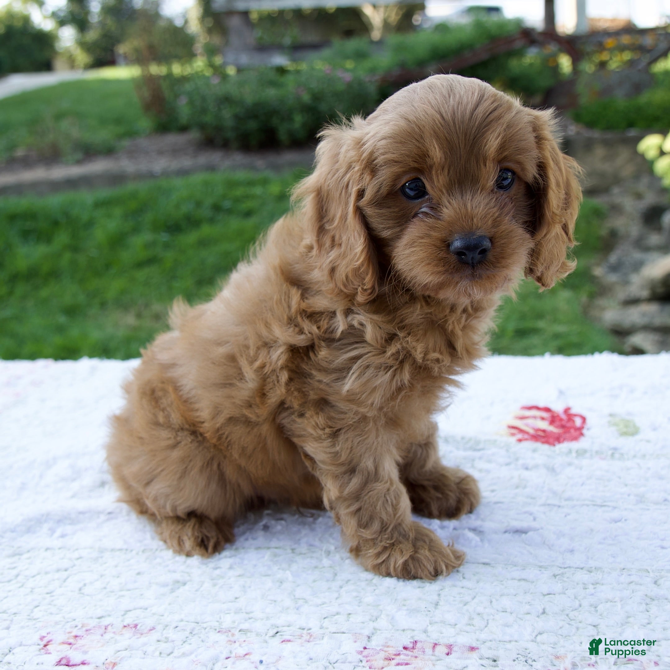 Cavapoo dogs Ezra - Ad 2