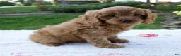 Cavapoo dogs for sale: Ezra - Ad 2