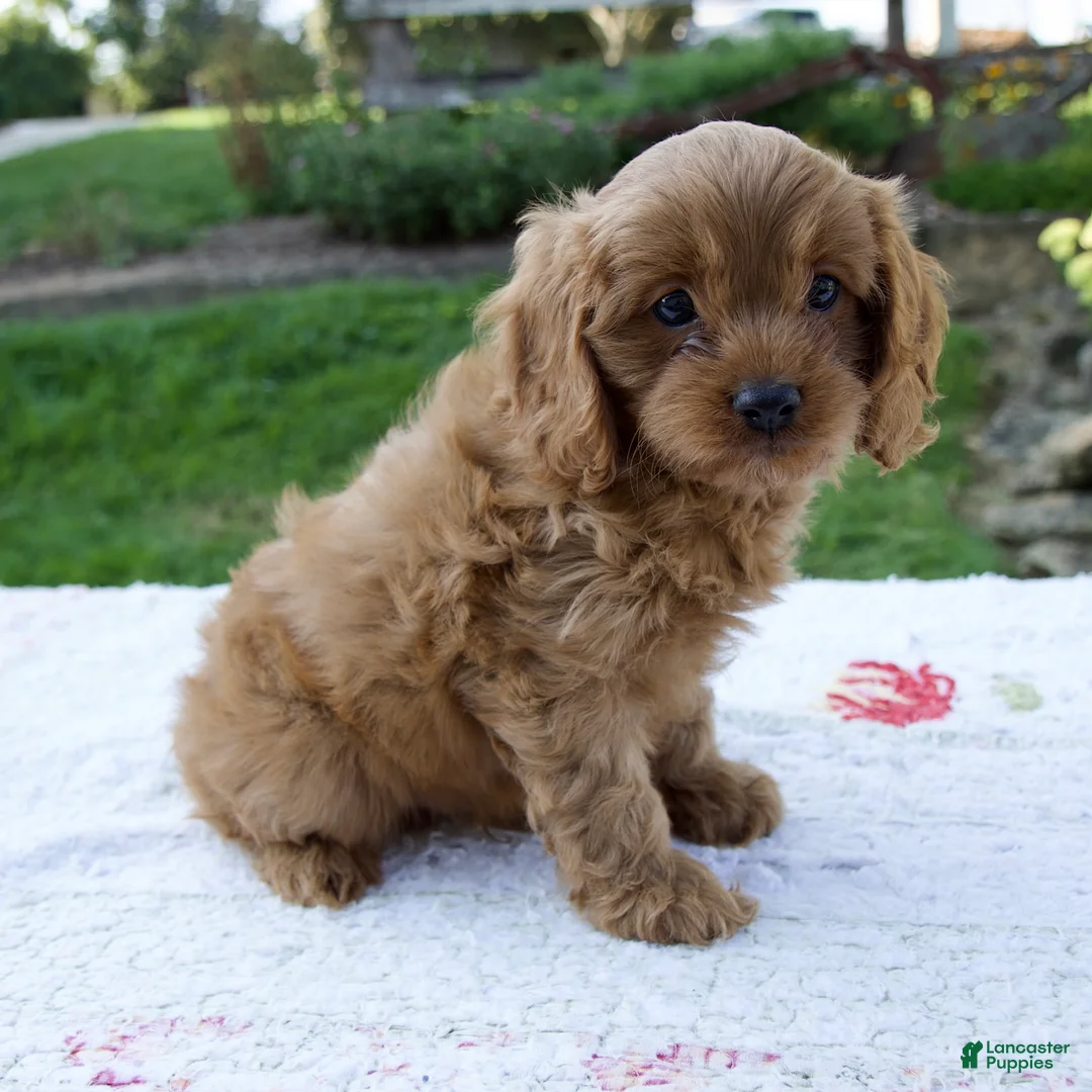 Cavapoo dogs for sale: Ezra - Ad 2