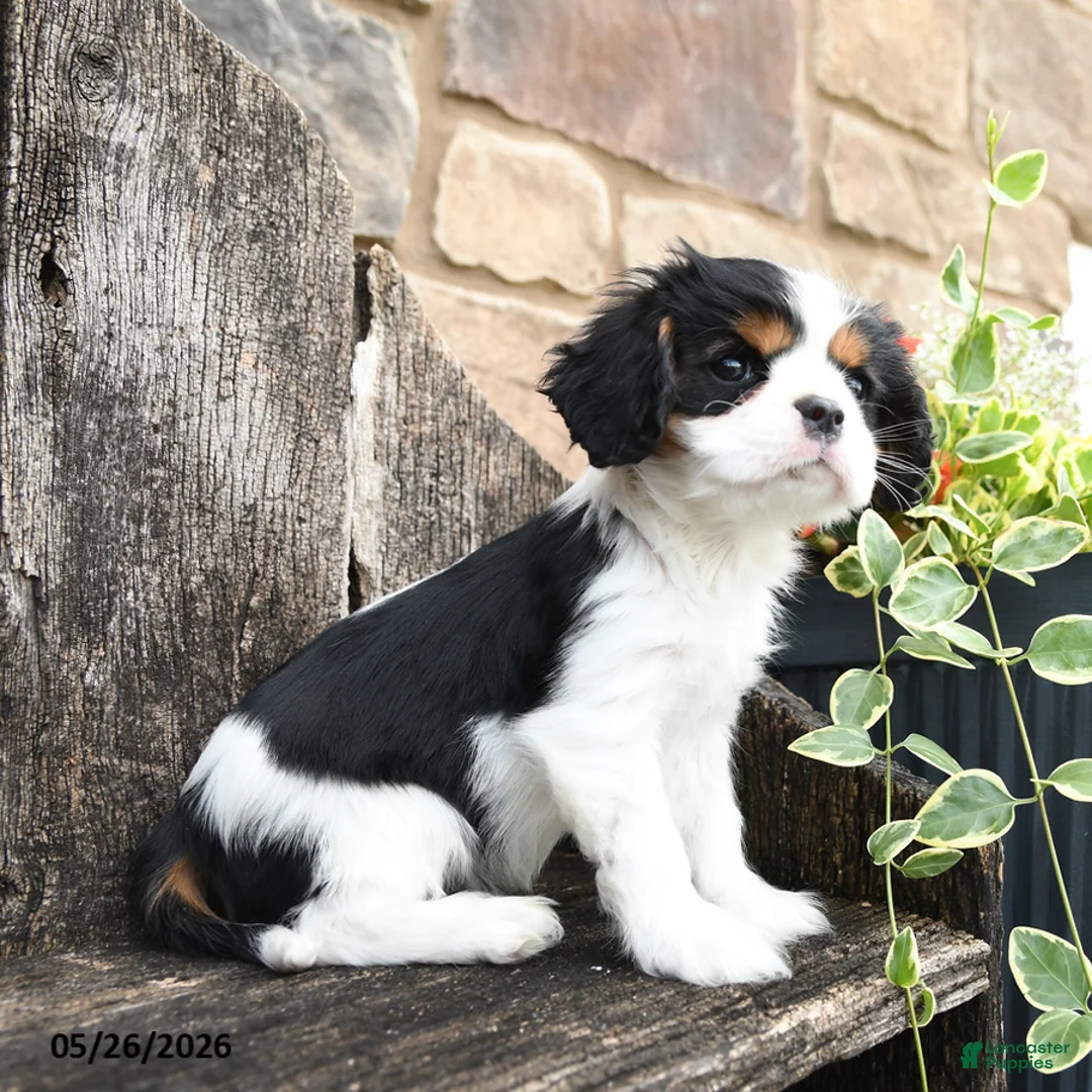 Cavalier King Charles Spaniel dogs for sale: Echo - Ad 2
