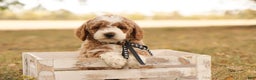 Mini Goldendoodle dogs for sale: Hunter - Ad 4