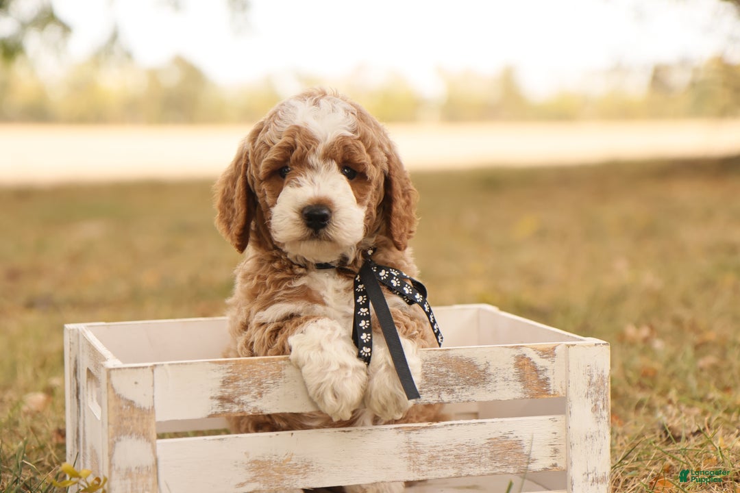 Mini Goldendoodle dogs for sale: Hunter - Ad 4