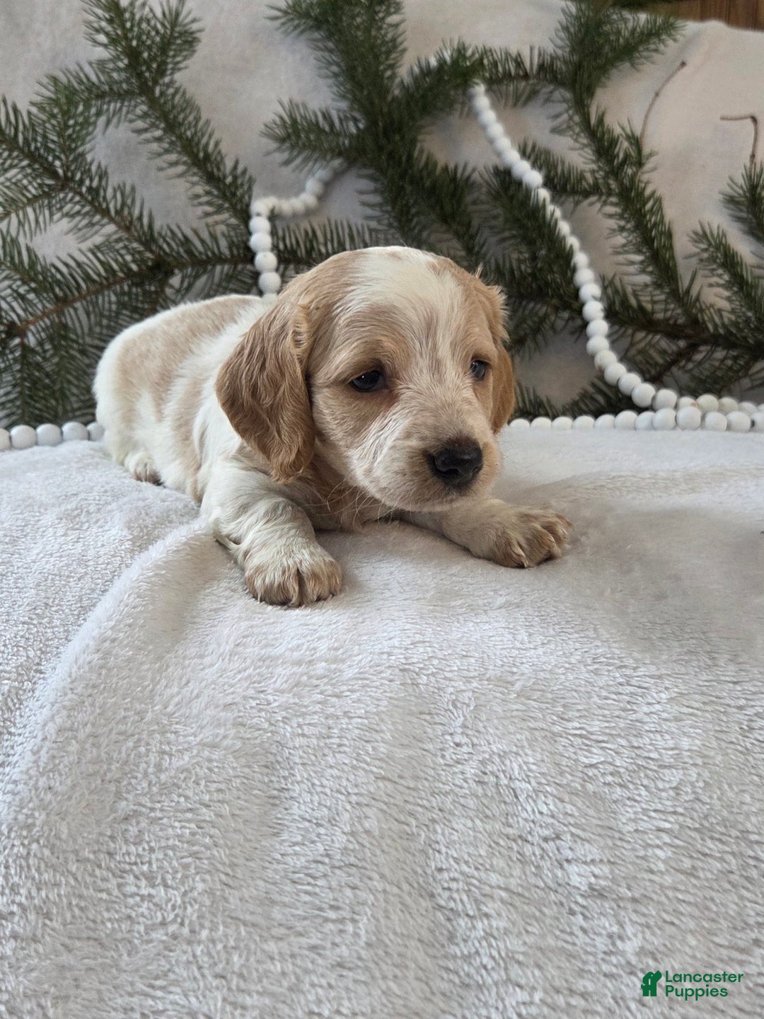 Miniature Dachshund dogs for sale: Jasper - Ad 10
