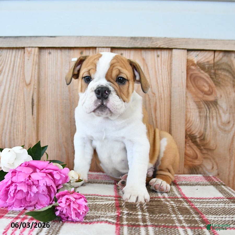 English Bulldog dogs Moose - Ad 2