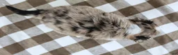 Australian Shepherd dogs for sale: Ranae - Ad 7