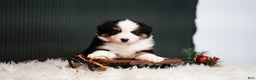 Miniature Australian Shepherd dogs for sale: Domino - Ad 5
