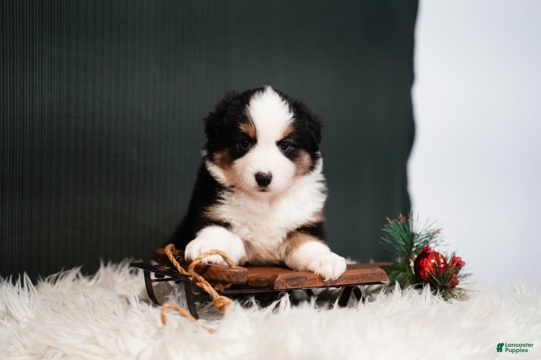 Miniature Australian Shepherd dogs for sale: Domino - Ad 5