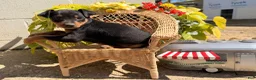 Miniature Pinscher dogs for sale: Jalepeno  - Ad 3