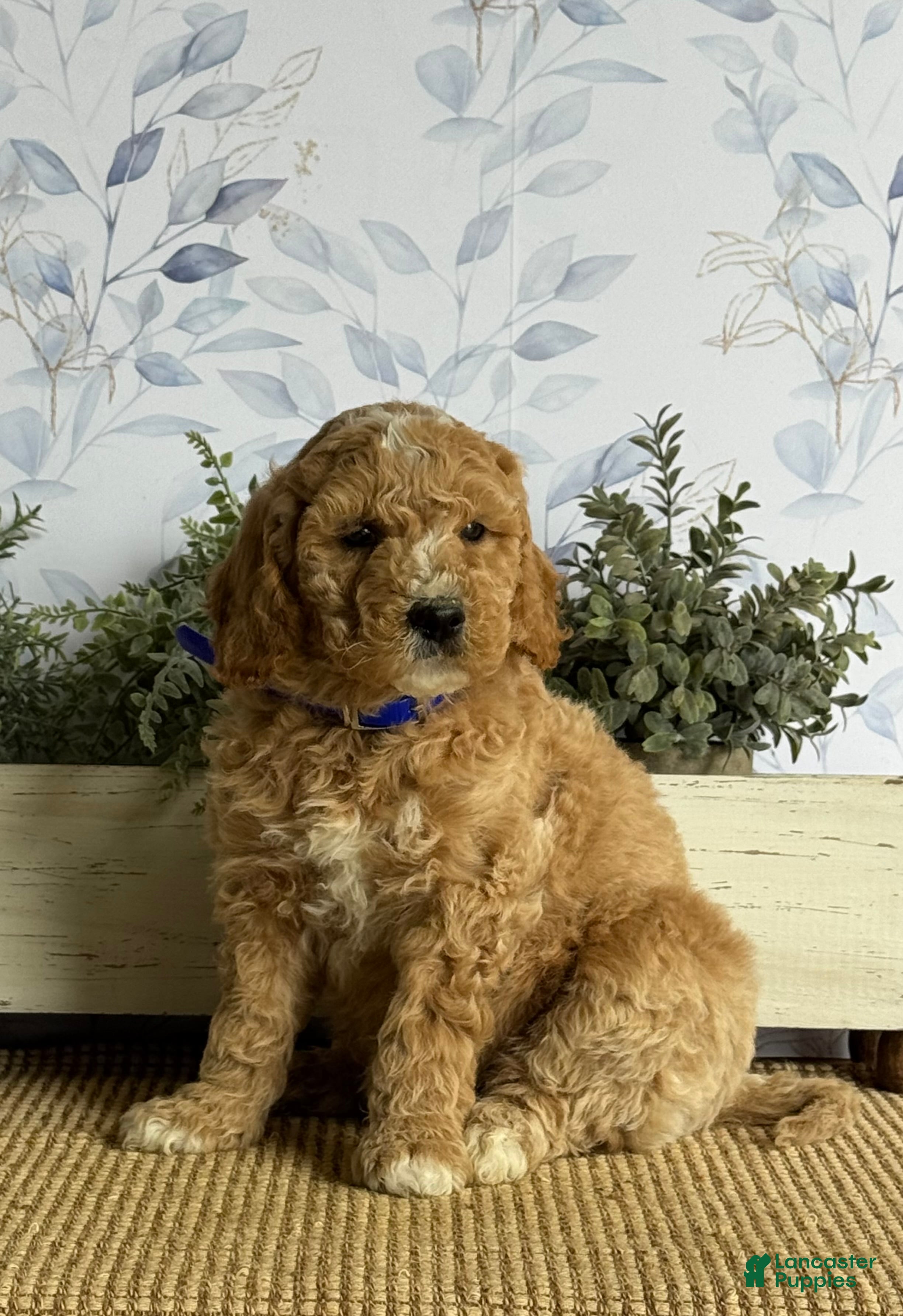 Mixed Breed dogs Kenny - Ad 2