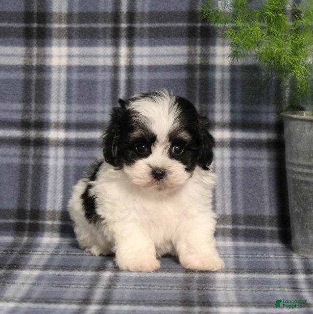 Teddy Bear dogs Yetta - Ad 2