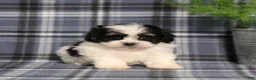 Teddy Bear dogs for sale: Yetta - Ad 2