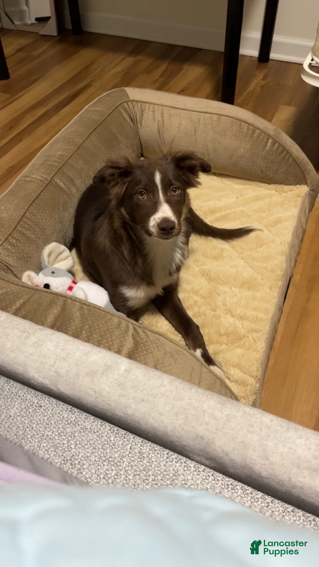 Border Collie dogs for sale: Border Collie Puppy 1 - Ad 1