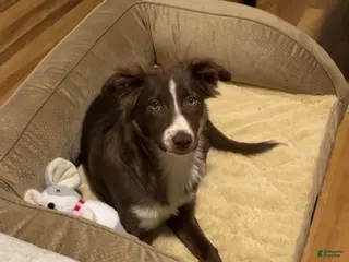 Border Collie dogs Border Collie Puppy 1 - Ad 42