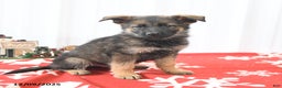 German Shepherd dogs for sale: Loyal - Ad 1