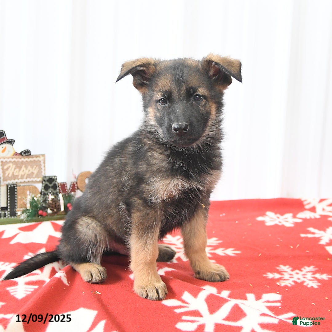 German Shepherd dogs for sale: Loyal - Ad 1