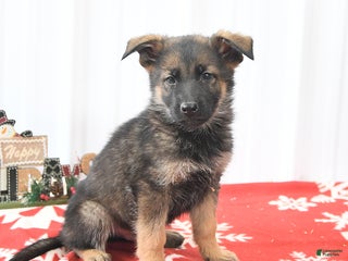 German Shepherd dogs Loyal - Ad 15