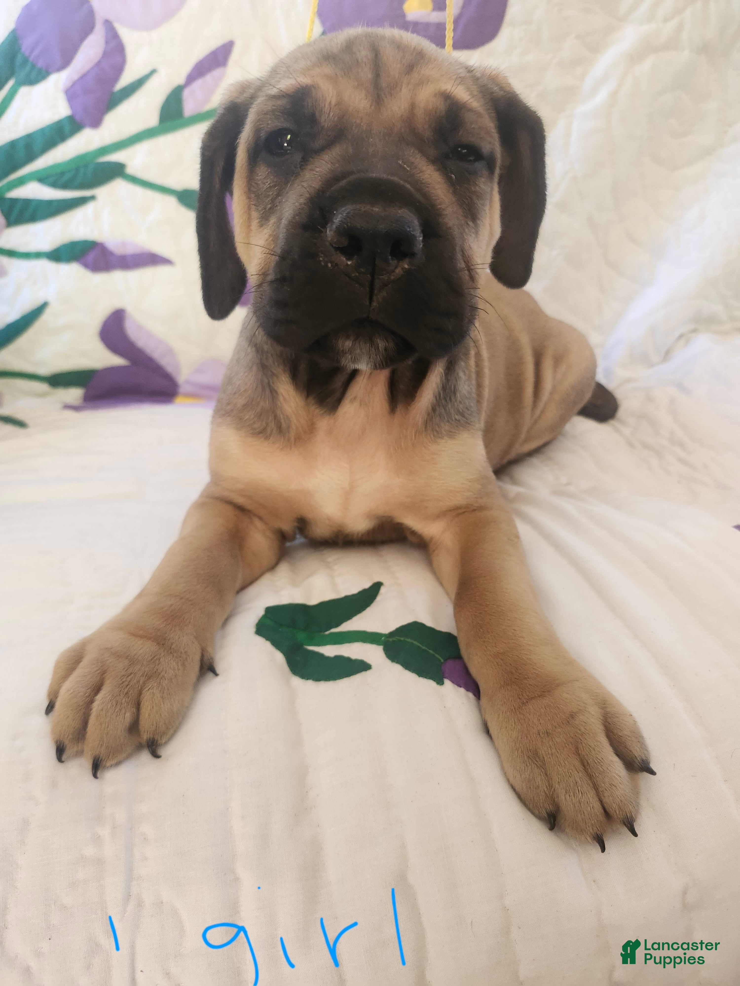 Bullmastiff dogs for sale: Bullmastiff Puppy 8 - Ad 1