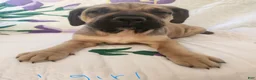 Bullmastiff dogs for sale: Bullmastiff Puppy 8 - Ad 1