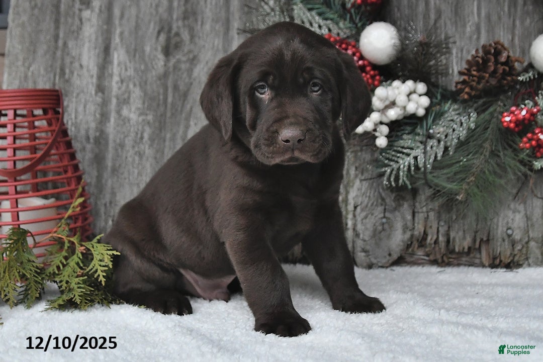 Labrador Retriever dogs for sale: Otis - Ad 1