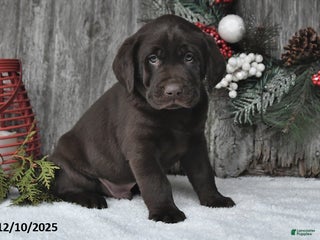 Labrador Retriever dogs Otis - Ad 42
