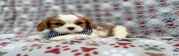 Cavalier King Charles Spaniel dogs for sale: Odie - Ad 2