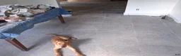 Labrador Retriever dogs for sale: Labrador Retriever 1 - Ad 7