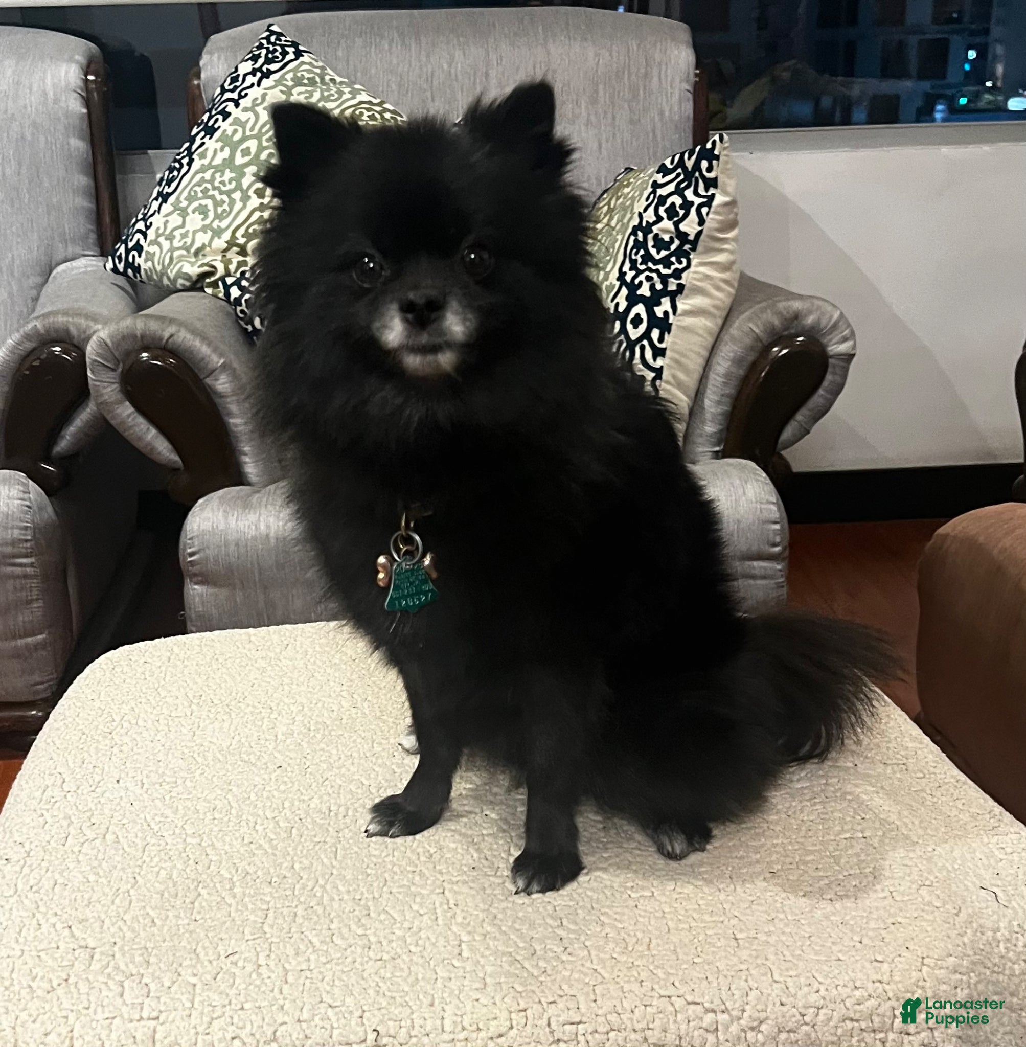 Pomeranian dogs Lady - Ad 2