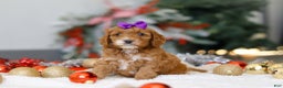 Cockapoo dogs for sale: Violet - Ad 5