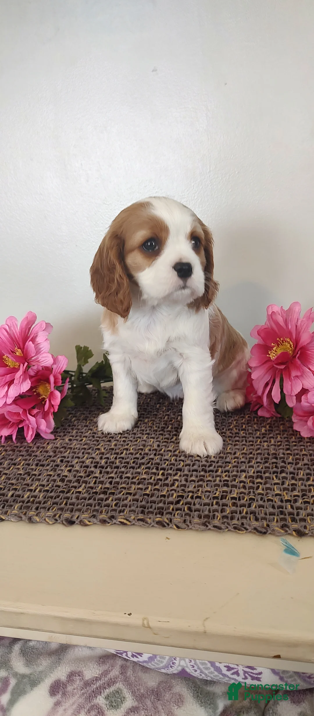 Cavalier King Charles Spaniel dogs for sale: Eva  - Ad 4