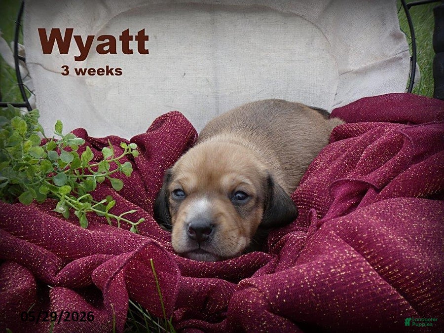Dachshund dogs Wyatt - Ad 1
