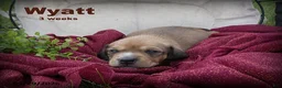 Dachshund dogs for sale: Wyatt - Ad 13